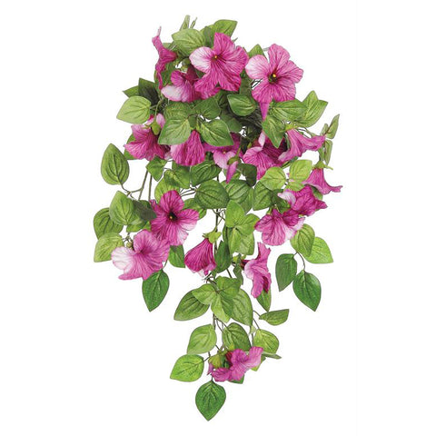 magenta, Petunia Bush with Vine Blooms 4618