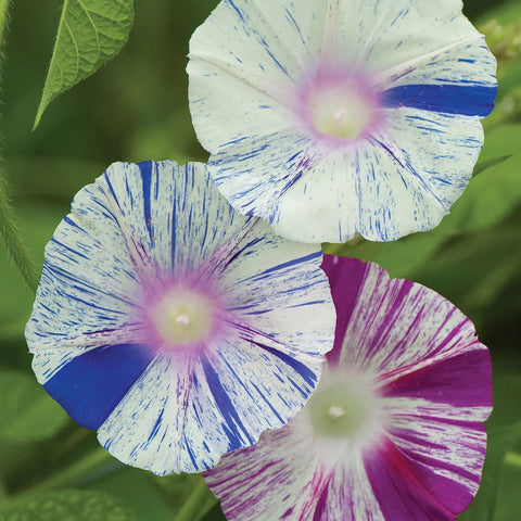 Morning Glory Seed Pack 48383