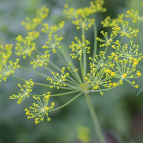 Fernleaf Dill Seed Pack 66043