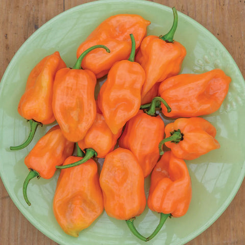 Habanero Hot Pepper Seed Pack 66688