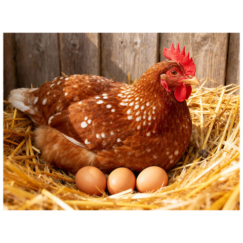 Barnyard Hen 12-Piece Frame Tray Puzzle CH8608