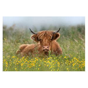 Buttercup Highlander 50-Piece Floor Puzzle CH8635