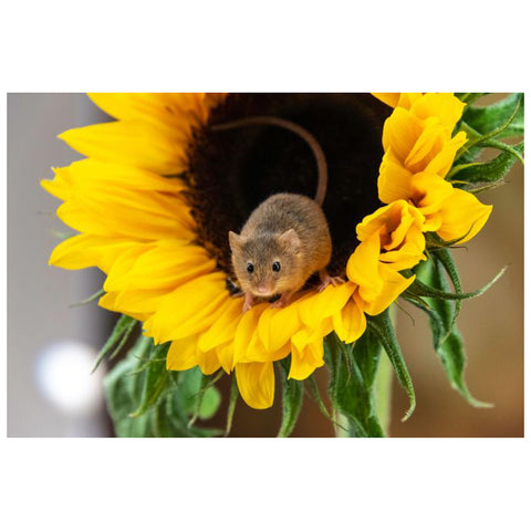 Miniscule Mouse 50-Piece Floor Puzzle CH8637