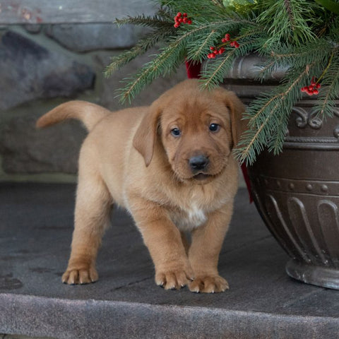 Christmas Puppy 100-Piece Puzzle CH8642