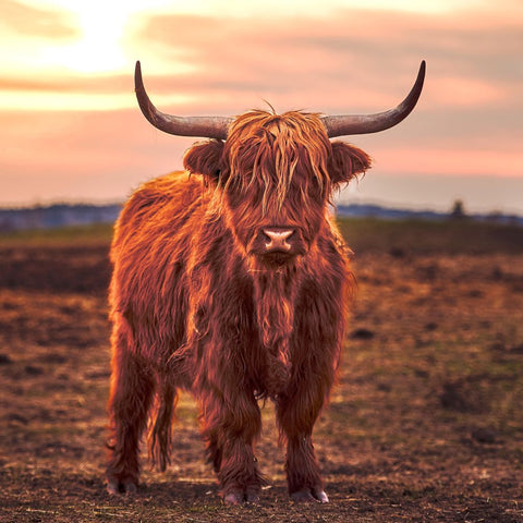 Western Highlander 100-Piece Puzzle CH8643