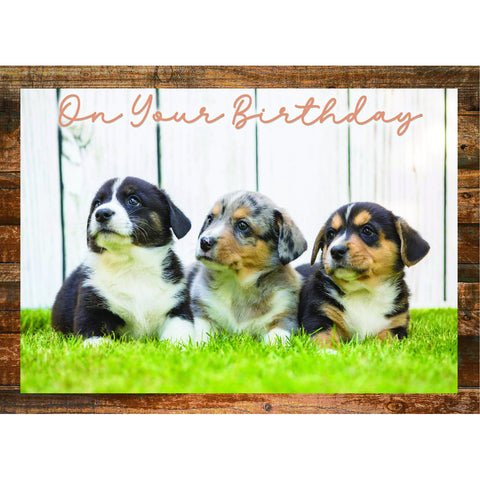 Birthday - Animal Friends Boxed Cards FT22829