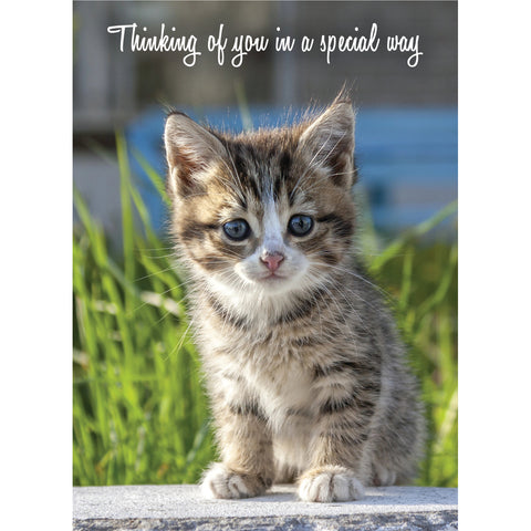 Get Well - Baby Animals Boxed Cards FT22830