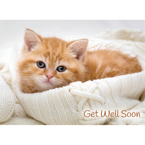 Get Well - Baby Animals Boxed Cards FT22830