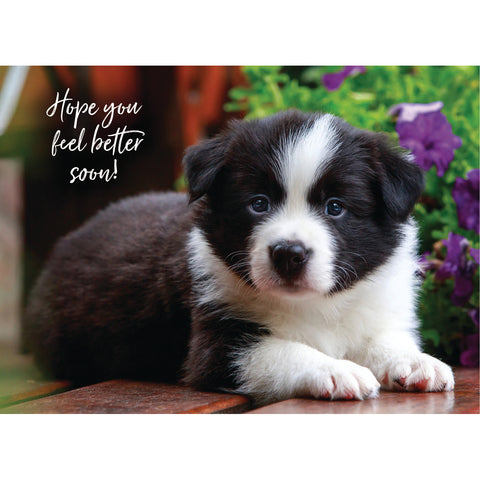 Get Well - Baby Animals Boxed Cards FT22830