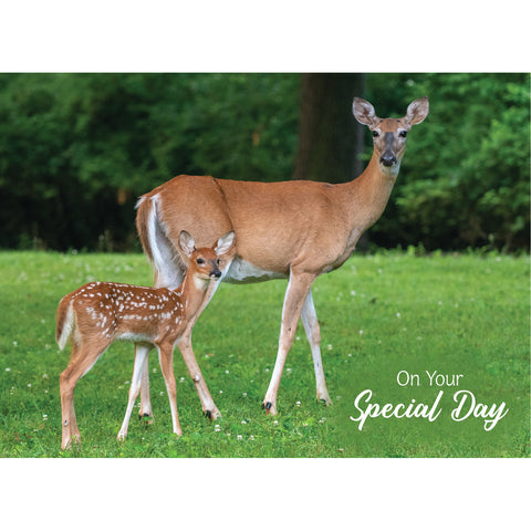 Birthday - Deer Boxed Cards FT22835