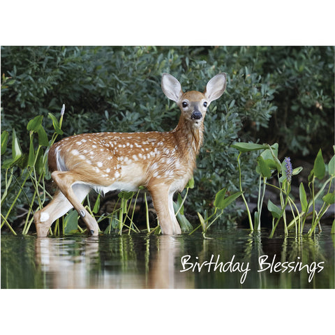 Birthday - Deer Boxed Cards FT22835