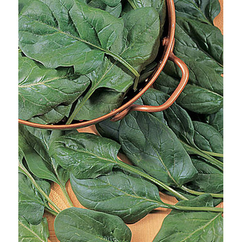 Salad Sensation Hybrid Spinach Seed Pack 51529