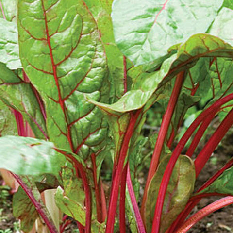 Rhubarb Chard 