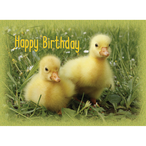 FT boxed greeting card birthday chicks