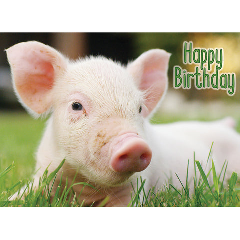 FT boxed greeting cards birthday piglet