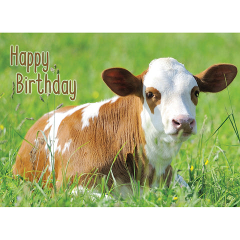 FT boxed greeting cards birthday calf