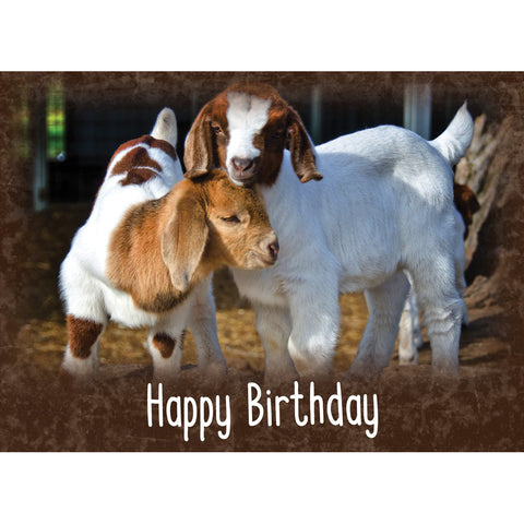 FT boxed greeting cards birthday goat kids