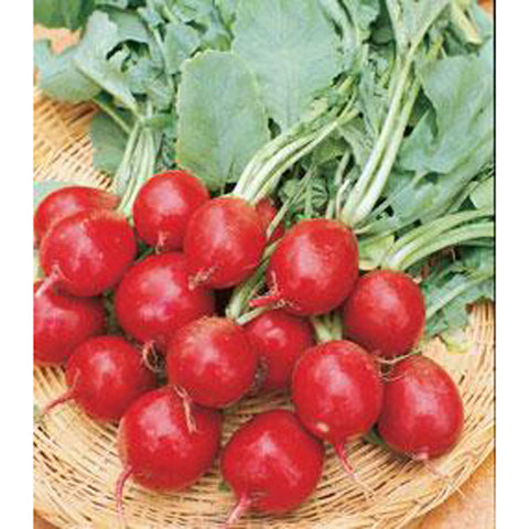 Champion Radishes.