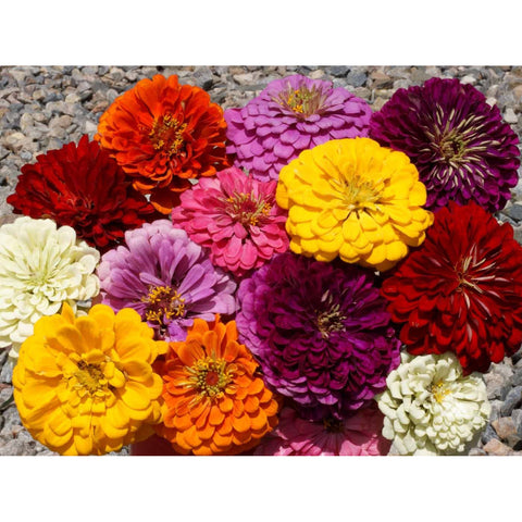 Dahlia Zinnias