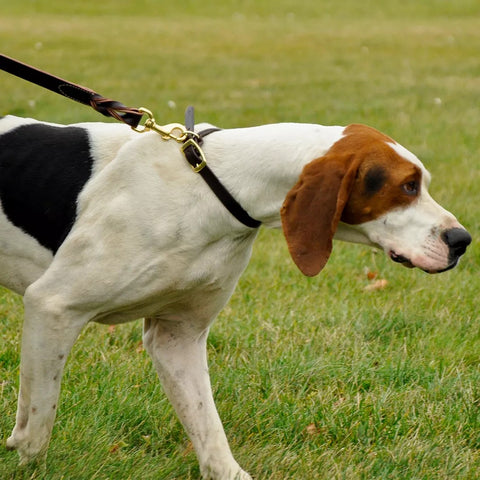 Dog on a leather twist leash