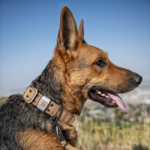 Dog wearing Carhartt Nylon Wide Dog Collar