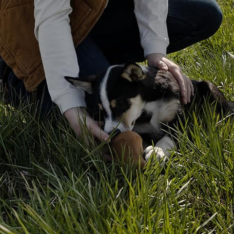 Dog using Carhartt Field Training Dog Pull