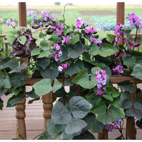 Hyacinth Bean Vine