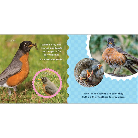 Robin Pages