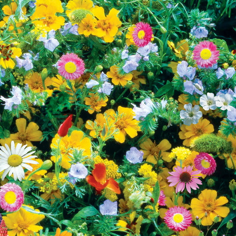Perennial Wildflower Mix 13220