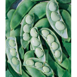 Vegetable garden seeds Fordhook lima beans.